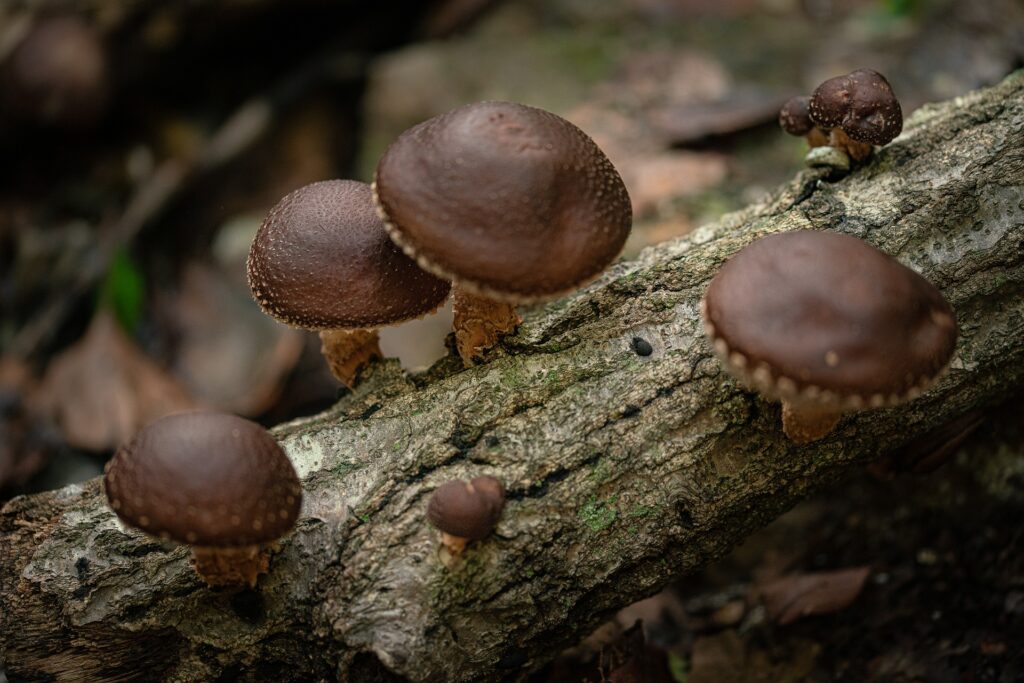 shiitake-mushroom
